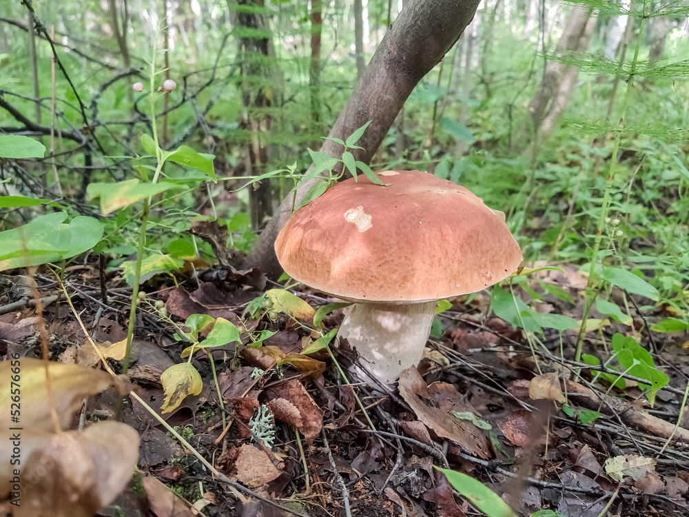 Porcini Cep White Mushroom King Boletus Pinophilus. Fungal Mycelium in