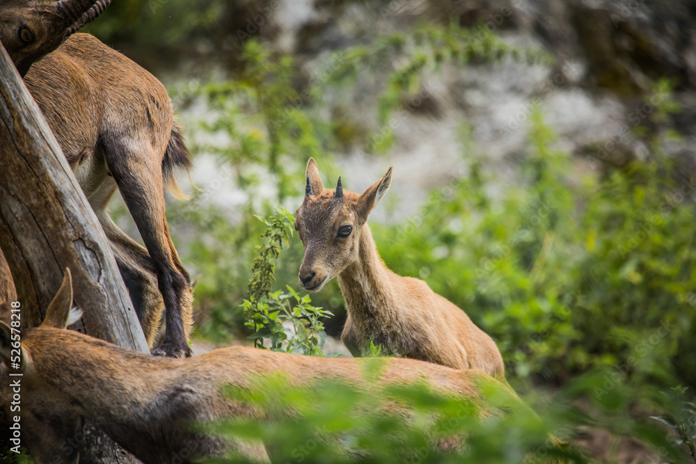 Fototapeta premium Baby-Steinbock spaziert durch die Fauna