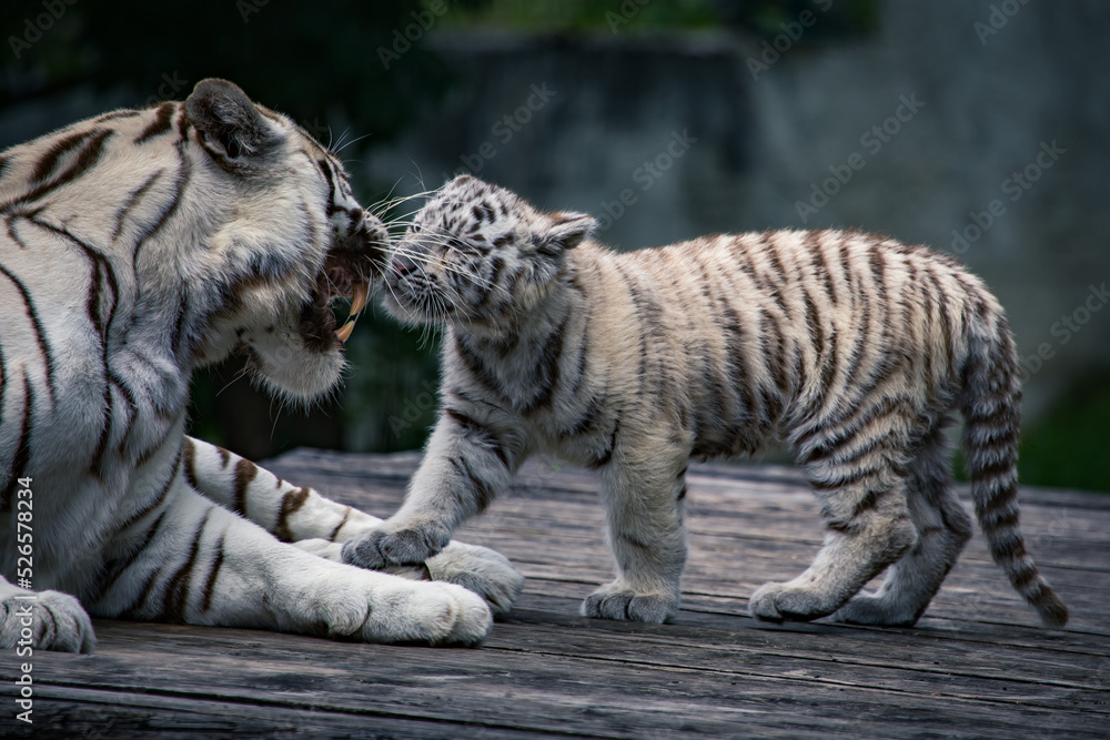 Weißes Tigerbaby will Mama einen Kuss geben
