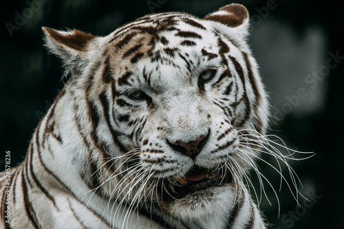 Portrait eines wei  en Tigers