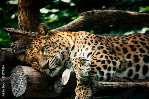 Armurleopard liegt auf Holzplattform