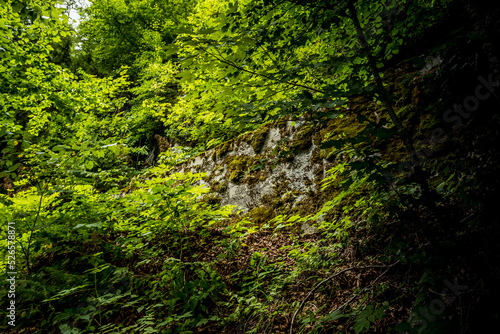 Bergwald mit Moos und Bäumen