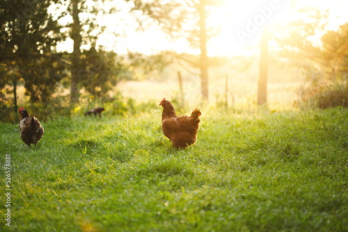 Chickens on a small farm in the country. Small scale poultry farming in Ontario, Canada.