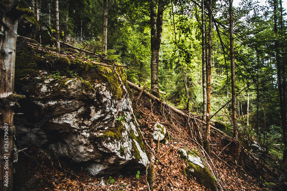 Obraz premium Wald mit Steinformationen in der Nähe von Hallstatt