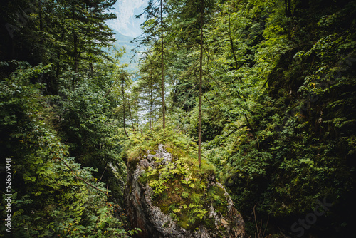 Wald in der Nähe von Hallstatt © Vanell