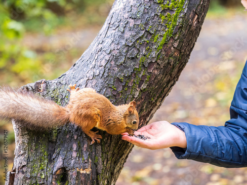The boy feeds a squirrel with nuts from a hand in the wood © Dmitrii Potashkin