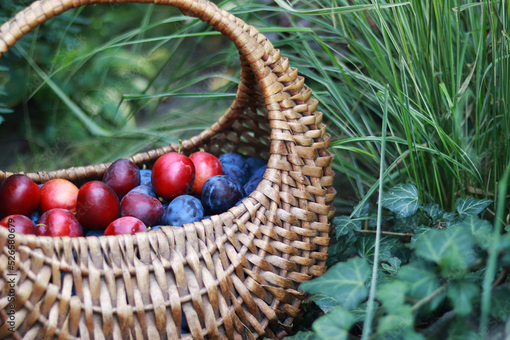 Bright juicy plums in a wicker basket, harvesting. Harvested fruits on a background of grass