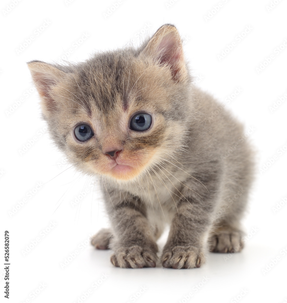 Kitten on white background.