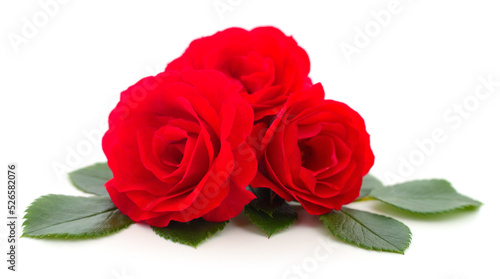 Beautiful red roses.