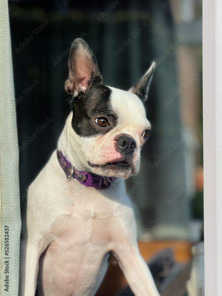Young Boston Terrier dog looking out of a window seen from the outside looking in. Her distinctive ears are pointing upwards.