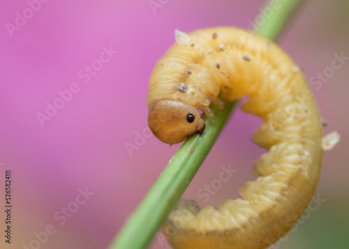 Dolerus sawfly larva photo