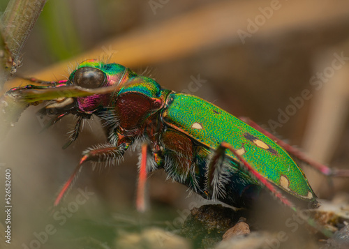 Green Tiger Beetle side profile © Joshua