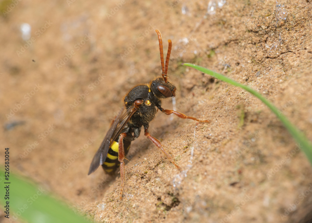 Marsham's Nomad Bee on sandy soil Marsham's Nomad Bee on sandy soil
