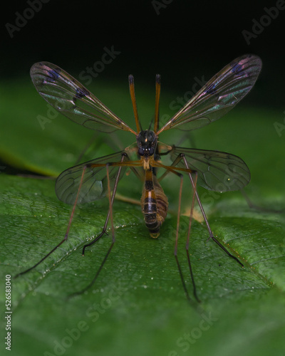 Phantom Cranefly front view