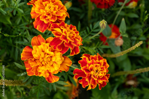Orange marigold flowers, top view. Tagetes bush, close-up. Background from bright french marigolds for publication, poster, calendar, post, screensaver, wallpaper, postcard, banner, cover, website