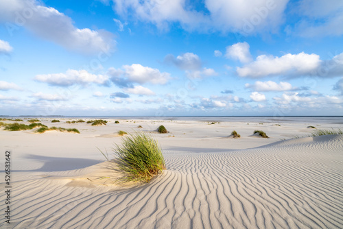 Sand dunes near the beach, North Sea coast, Germany photo