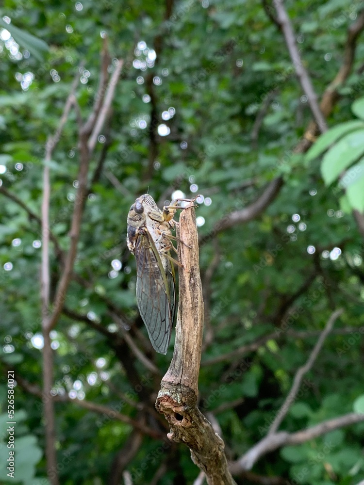 dog-day cicada, dog-day harvestfly, or heatbug (Neotibicen canicularis) dog-day cicada, dog-day harvestfly, or heatbug (Neotibicen canicularis)