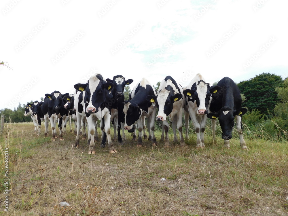 Foto de Cattle (Bos taurus) are large, domesticated, cloven-hooved