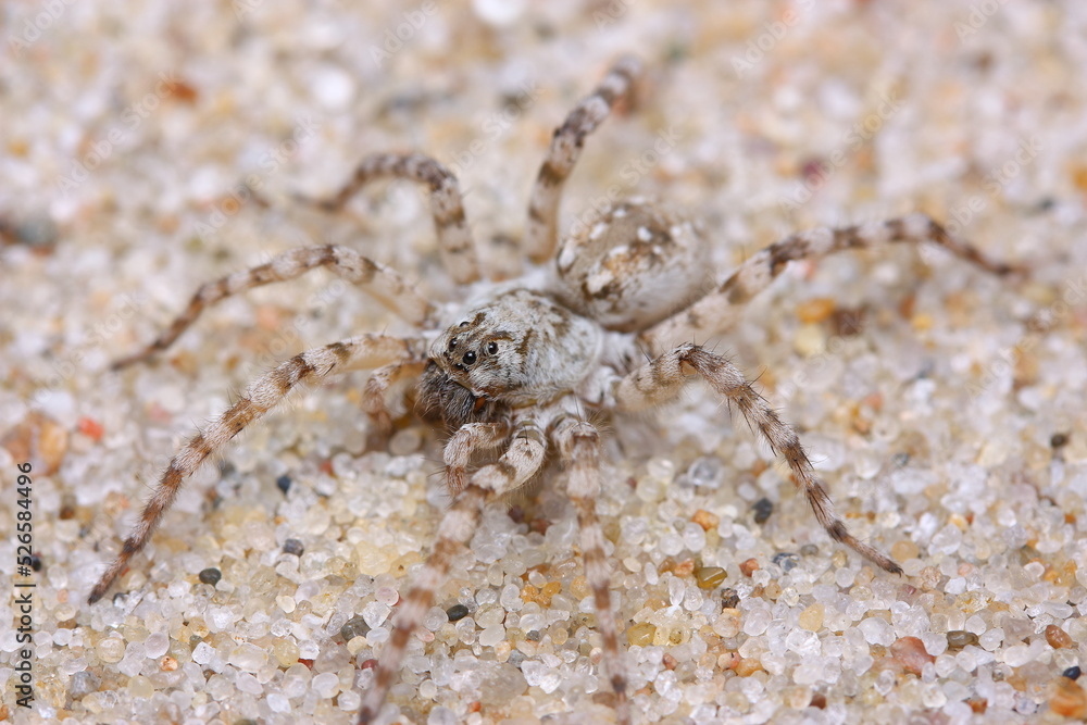 The wolf spider (Arctosa cinerea) in natural sandy habitat
