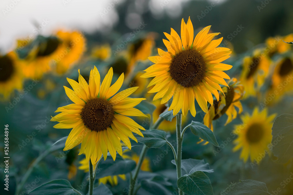 Fototapeta premium Soft focus. A beautiful field of blooming sunflowers against a background of blurred golden sunset light. Harvest of sunflower, sunflower seeds, sunflower oil.