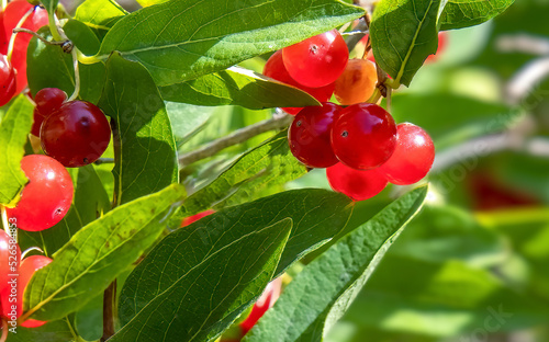 Macro closeup of green honeysuckle leaves and red honeysuckle berries in sunlight, nobody photo