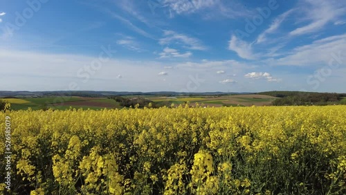 Schwenk über ein Rapsfeld an einem sonnigen Frühlingstag