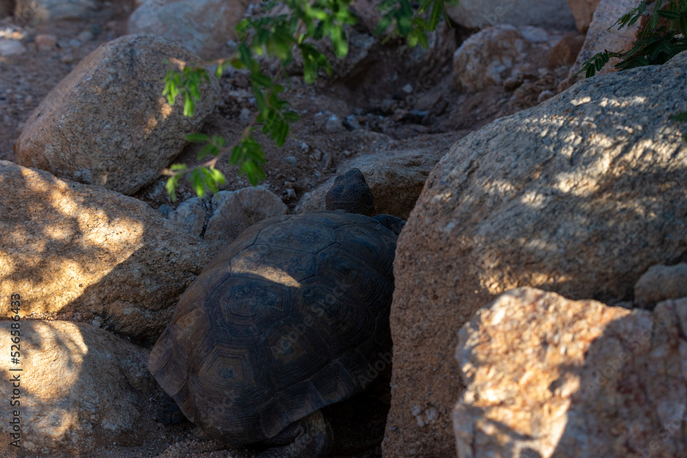 Desert tortoise, Gopherus agassizii, walking through the Sonoran Desert foraging for food and perhaps a mate. A large reptile in natural habitat. Pima County, Oro Valley, Arizona, USA. Desert tortoise, Gopherus agassizii, walking through the Sonoran Desert foraging for food and perhaps a mate. A large reptile in natural habitat. Pima County, Oro Valley, Arizona, USA.