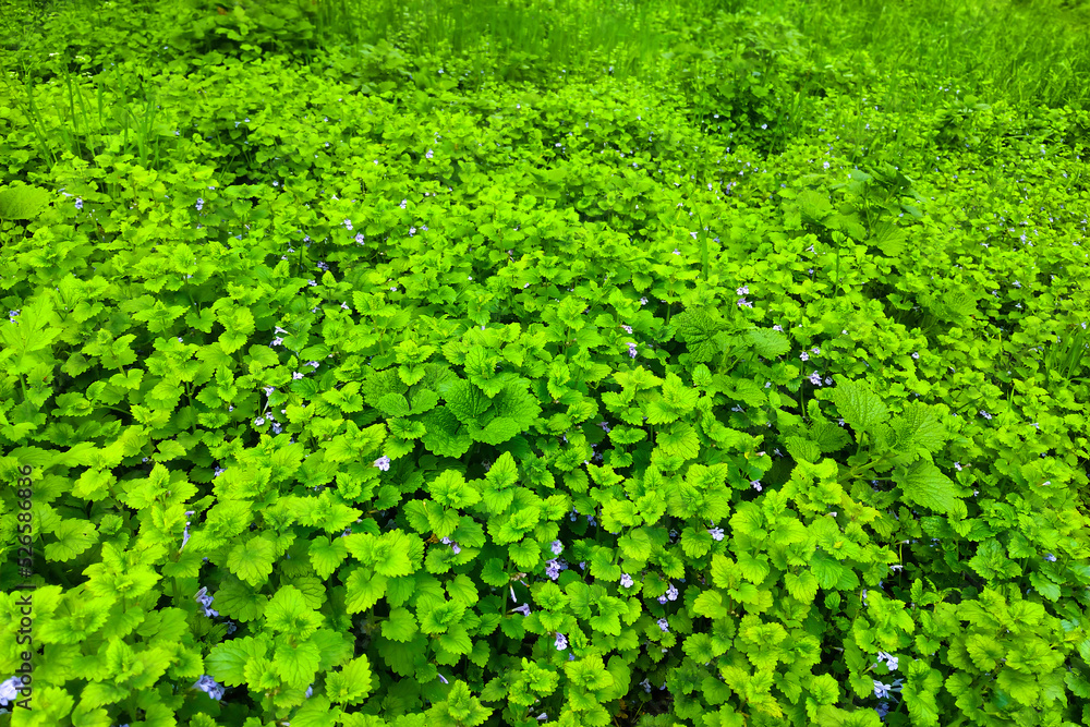 closeup green grass background texture