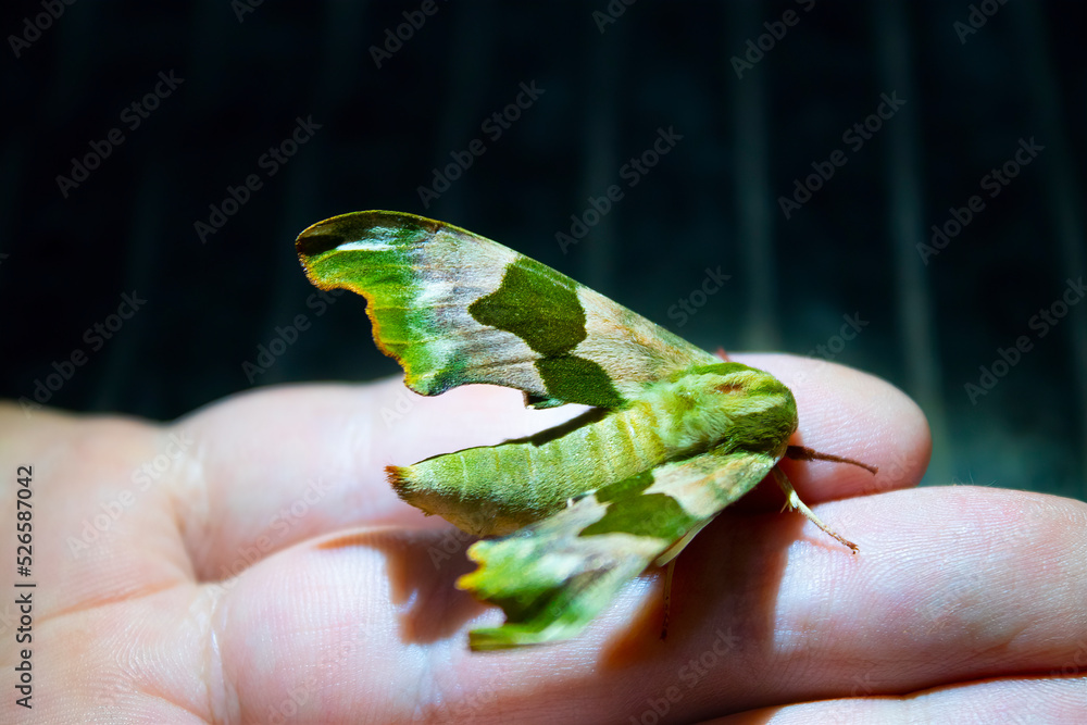 big green butterfly on the hand big green butterfly on the hand