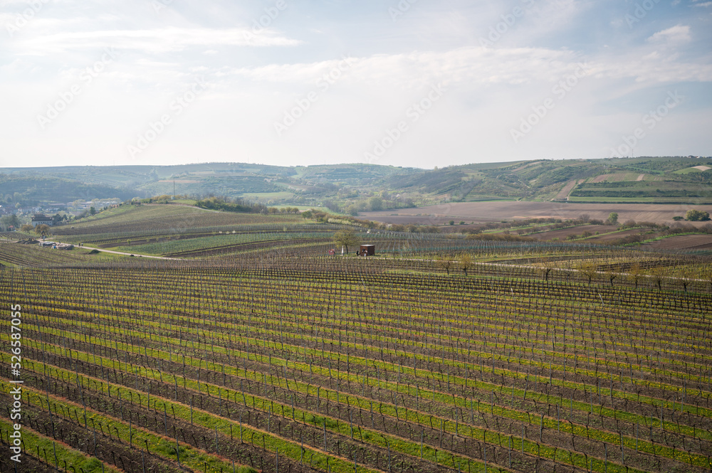 Panoramic view of the Moravian vineyards around Kobyli village.