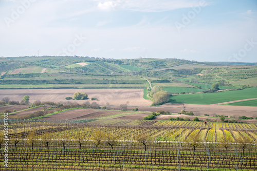 Panoramic view of the Moravian vineyards around Kobyli village.