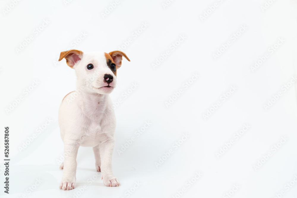 a jack russell terrier puppy on a white background. cover, image on the package.
