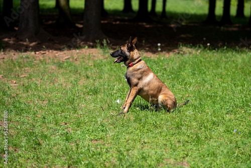 Belgian Shepherd  Malinois  for a walk in the park.