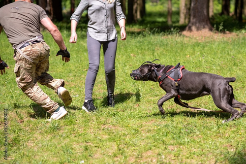 Cane Corso attacking dog handler during aggression training.