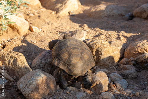 Desert tortoise, Gopherus morafkai, in the Sonoran Desert. A large reptile walking though the desert north of Tucson in the Catalina foothills along the Linda Vista hiking trail. Pima County, Arizona.