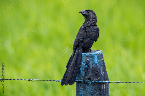 Close up of a Groove-billed ani (Crotophaga sulcirostris) in an open field photo