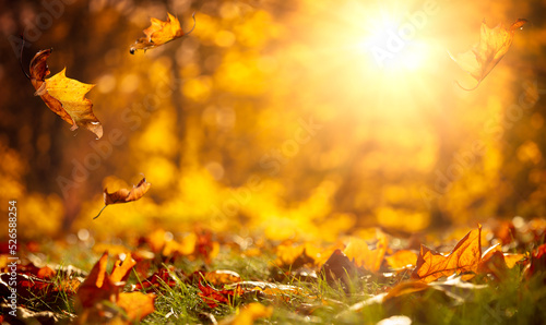 Close-up Of Forest Floor With Falling Leaves And Soft Golden Light - Autumn Background 