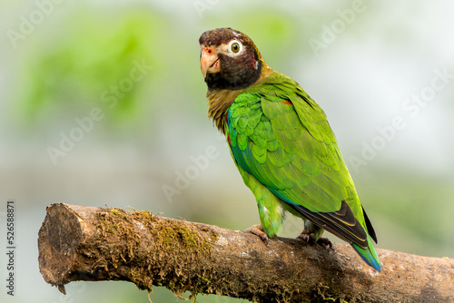 Brown-hooded parrot (Pyrilia haematotis) perched on a branch in northern Costa Rica photo