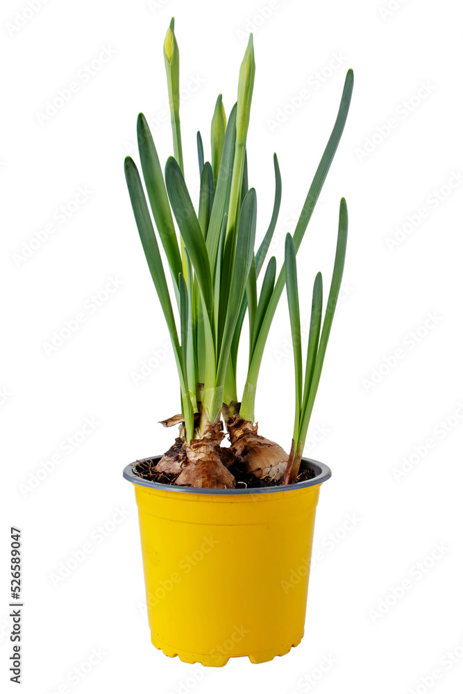 Daffodil or narcissus flower sprouts in the yellow pot. Spring bulbous plant isolated transparent png. Daffodil or narcissus flower sprouts in the yellow pot. Spring bulbous plant isolated transparent png.