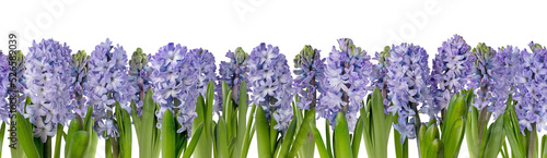 Purple hyacinth flowers border isolated transparent png. Hyacinthus horizontal seamless pattern. Spring floral banner.
