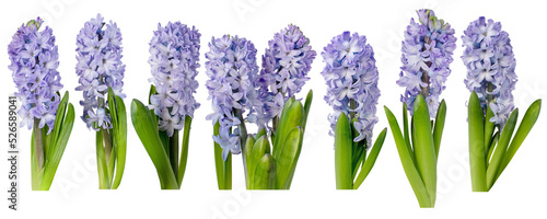 Purple hyacinth flowers with leaves isolated transparent png. Hyacinthus spring plants. Seven objects set.