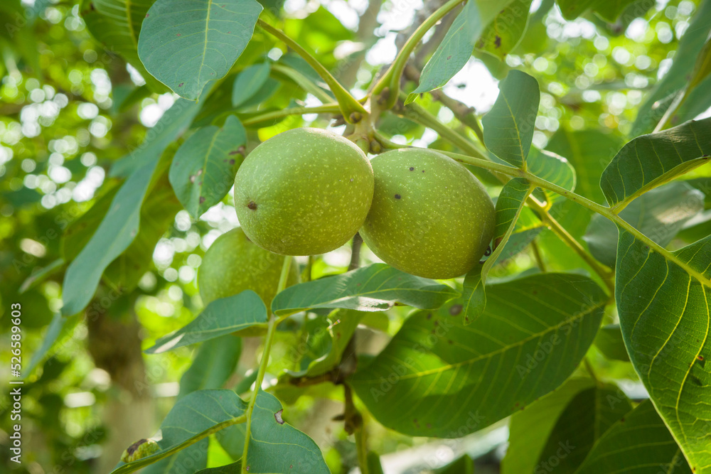 ripe walnut on a tree in the garden