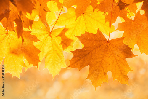 tender red orange transparent autumn maple leaves glowing at sunset banner. light flare tree with blurred background. Copy space golden foliage seasonal backdrop