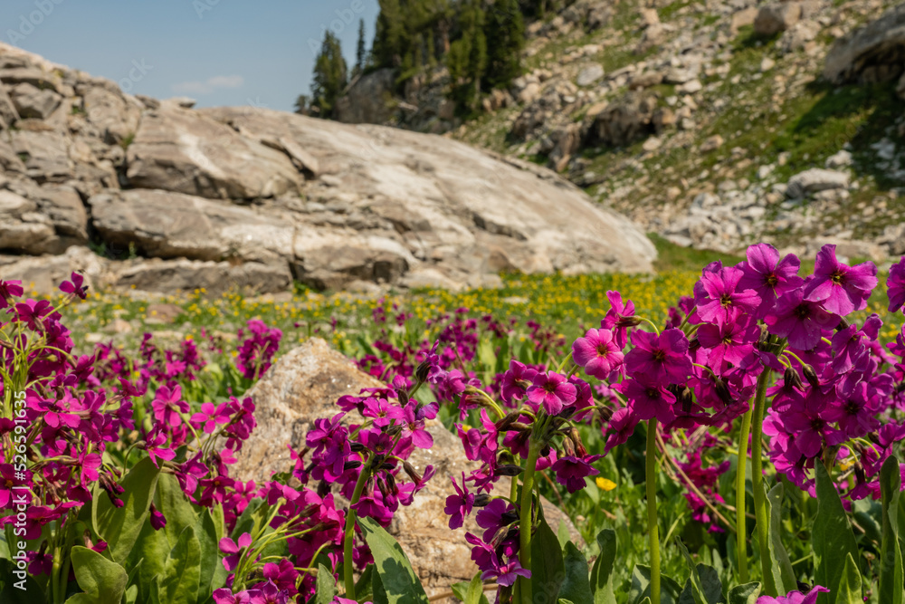Primrose Wildflowers Blooming near Avalanche Divide in Grand Tetons