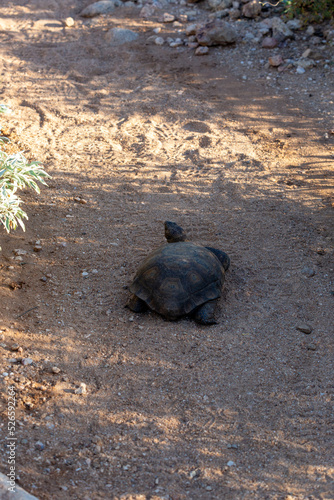 Desert tortoise, Gopherus agassizii, walking through the Sonoran Desert foraging for food and perhaps a mate. A large reptile in natural habitat. Pima County, Oro Valley, Arizona, USA.