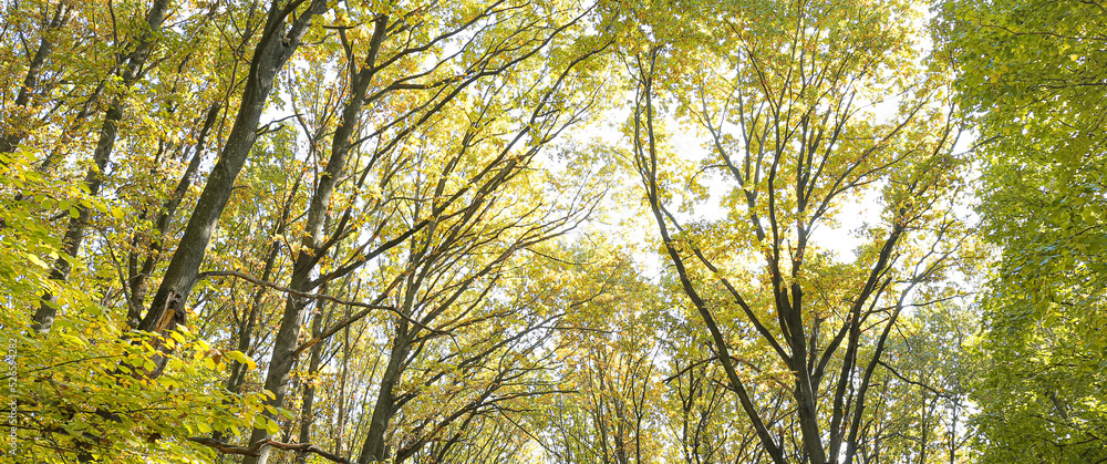 Fototapeta premium Beautiful trees on sunny autumn day
