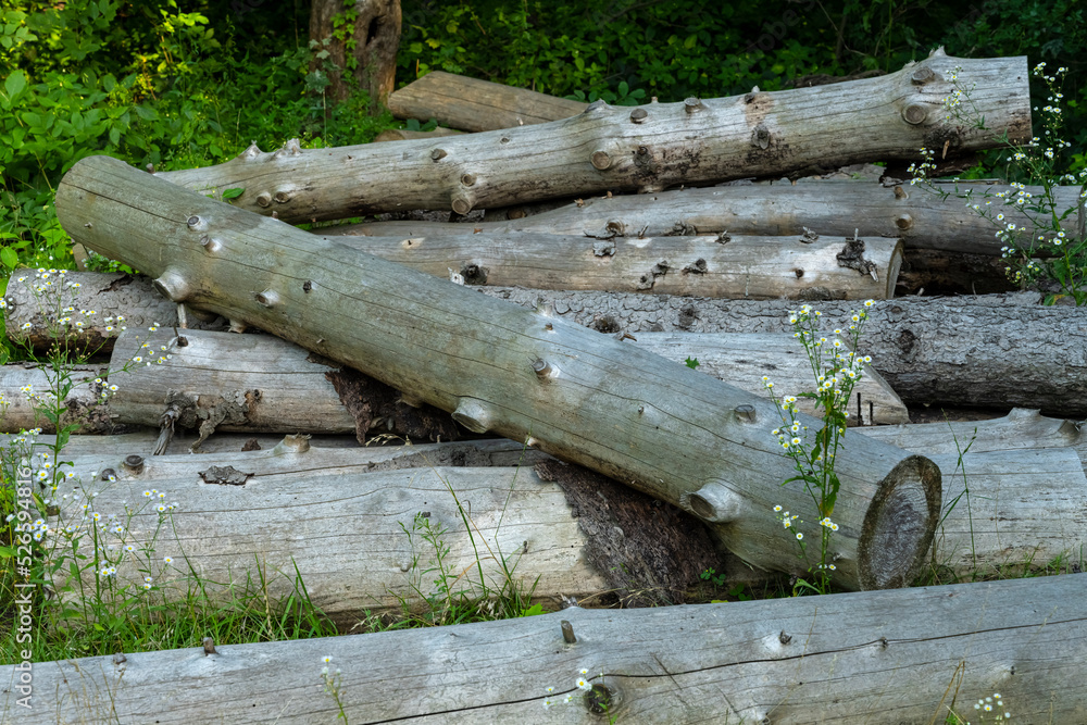 Wooden logs lie in a heap. sawmill