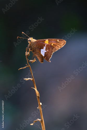 Silver spotted skipper butterfly in the sunlight finding a place to rest photo