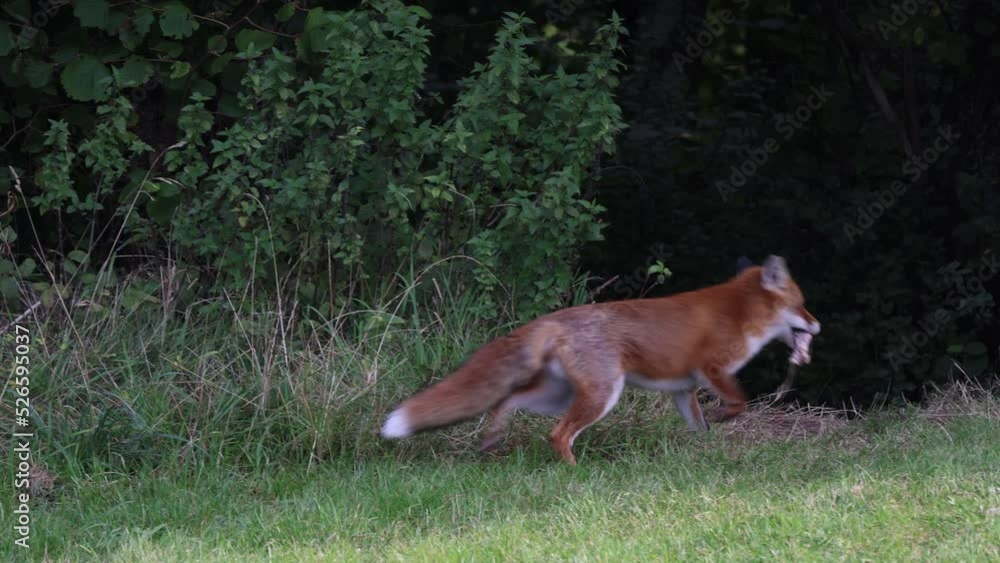 A vixen scavenges around for her breakfast A vixen scavenges around for her breakfast