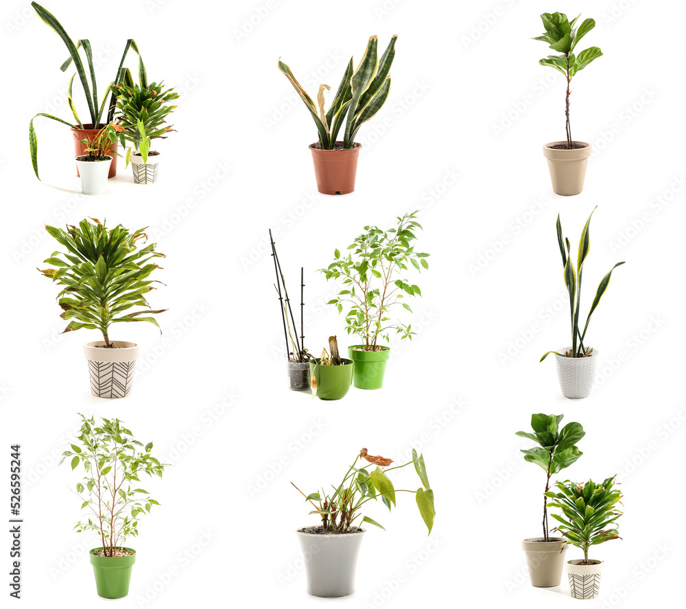 Set of wilted plants isolated on white Set of wilted plants isolated on white